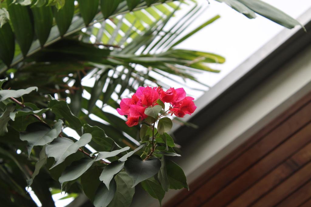 פנמה סיטי Hostal Cocos Inn מראה חיצוני תמונה